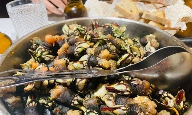 Percebes ou Perceves cozidos